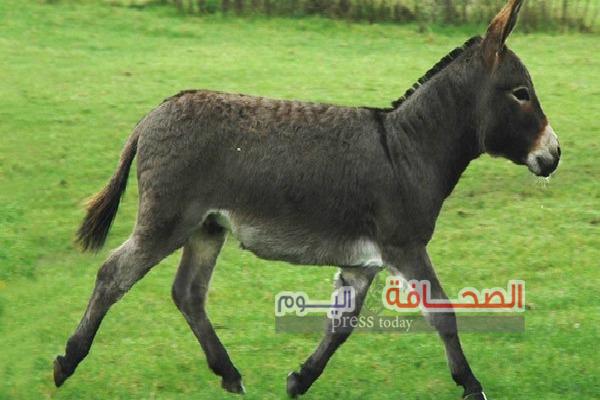 تعرف على :أسباب إستيرادالصين واليابان  “للحمير “بالعالم