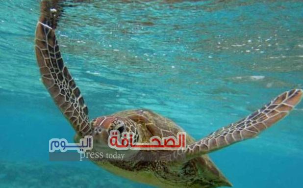 مصرع 8 أطفال تناولوا سلحفاة بحرية