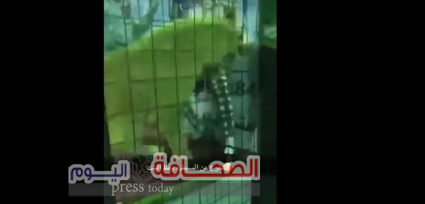بالفيديو : أسد يهاجم طفلة بالسعودية