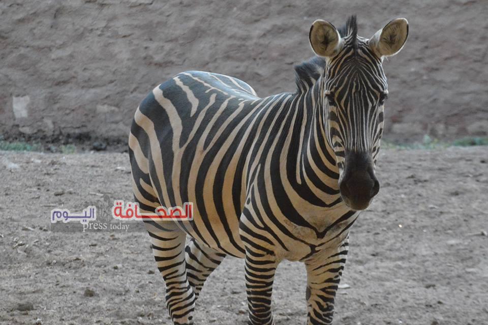 ” رجائى “لاصحة لشائعة تلوين الحمار الوحشى بحديقة الحيوان