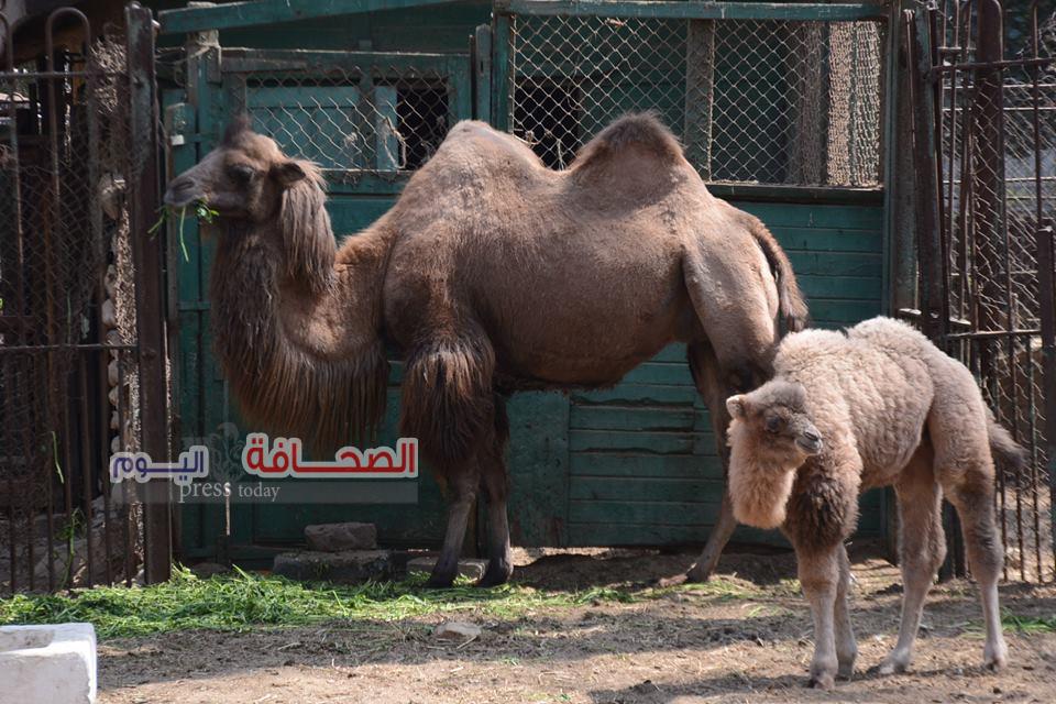 بالصور ..100 ألف زائر لحديقة حيوان الجيزة فى شم النسيم