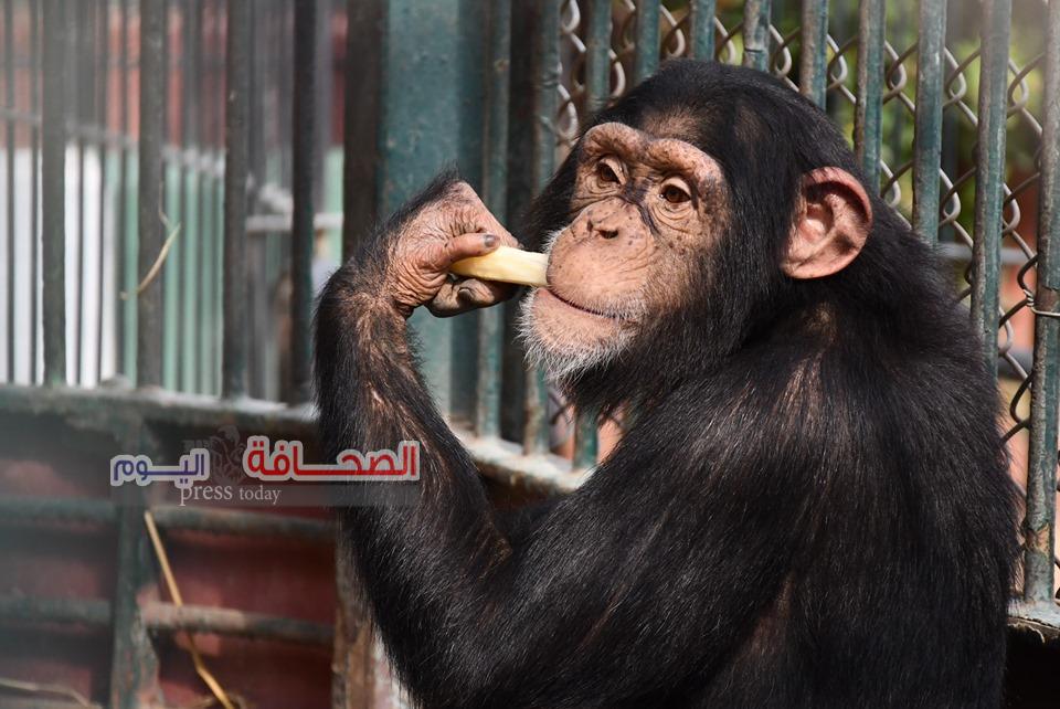 بالصور .. الشمبانزى دودو تحتفل بعيد ميلاده السابع