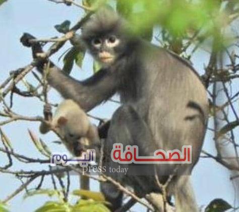 إكتشاف نوع نادر من القردة مهددة بالإنقراض