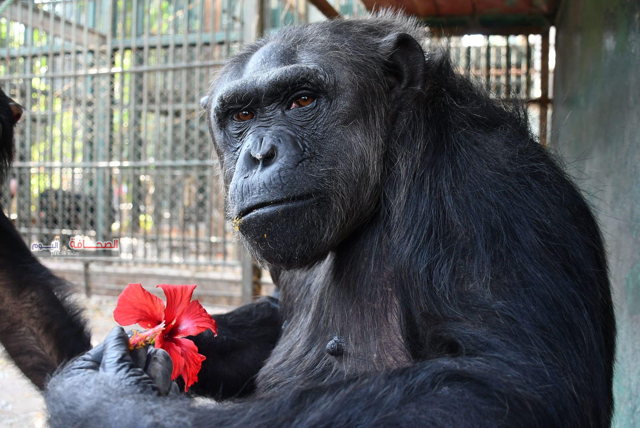 بالصور .. الشمبانزى دودو يهدى الانثى لوزة وردة حمراء بمناسبة عيد الحب