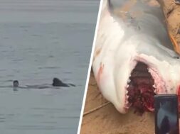 الروسي ضحية سمكة القرش